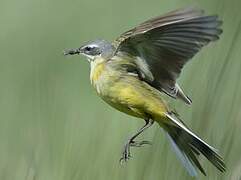 Western Yellow Wagtail