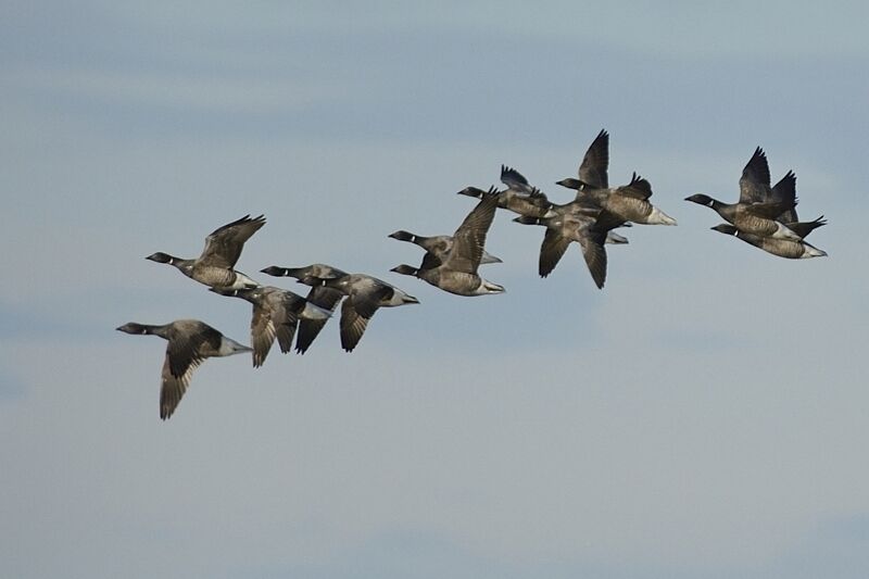 Brant Gooseadult post breeding, Flight