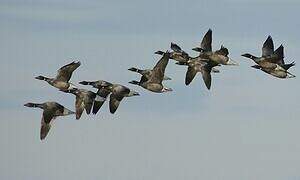 Brant Goose