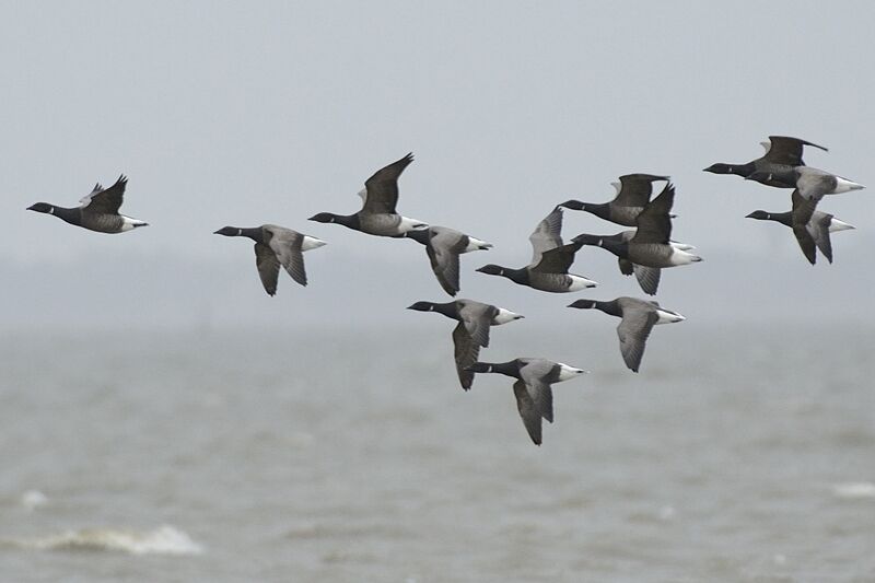 Brant Goose, Flight