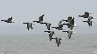 Brant Goose