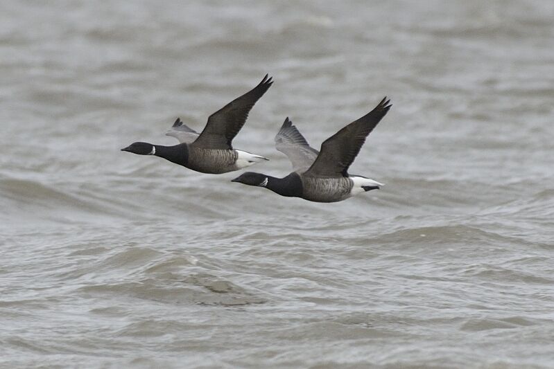 Brant Gooseadult, Flight