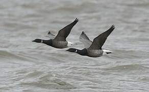 Brant Goose