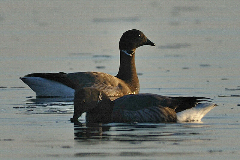 Brant Goose