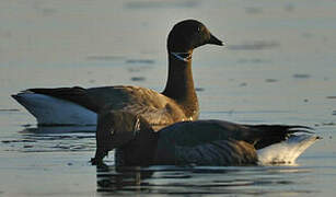 Brant Goose