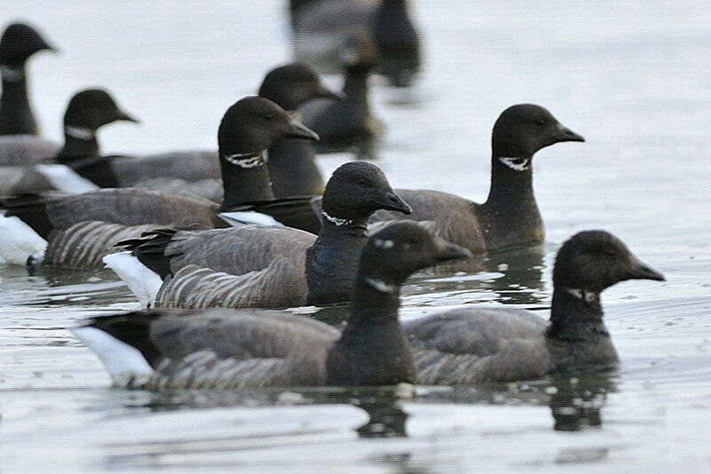 Brant Goose