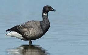 Brant Goose