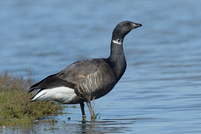 Brant Gooseadult, identification