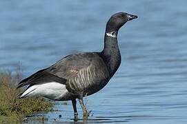 Brant Goose