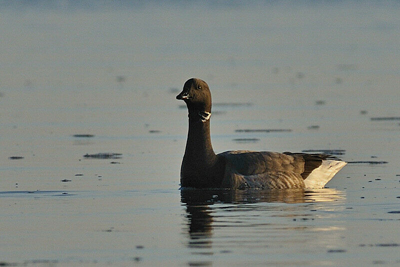 Brant Goose