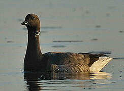 Brant Goose