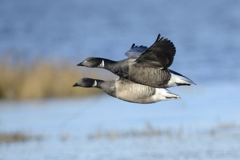 Brant Gooseadult