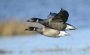 Brant Goose