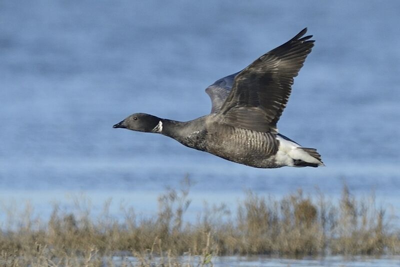 Brant Gooseadult