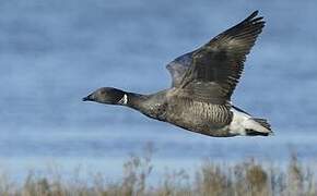 Brant Goose