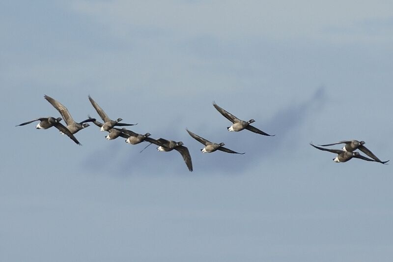 Brant Gooseadult, Flight