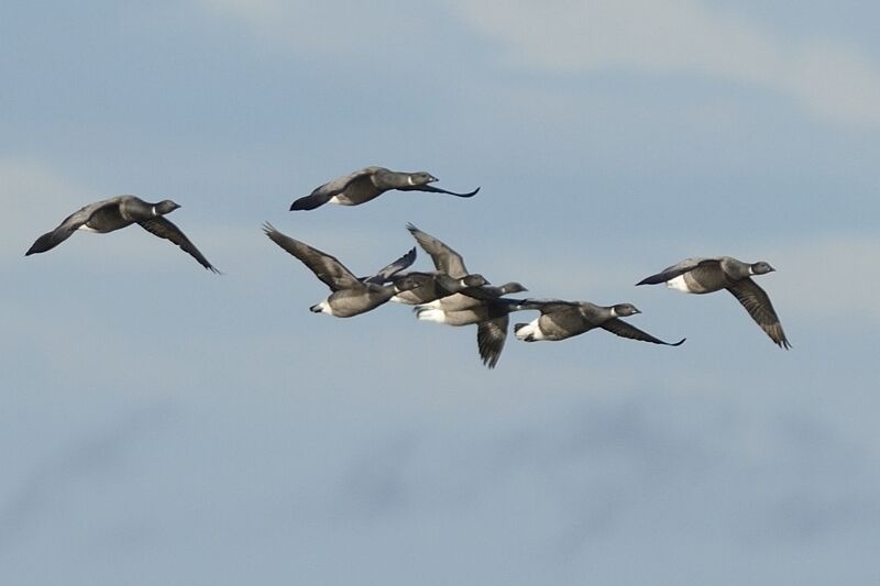 Brant Goose