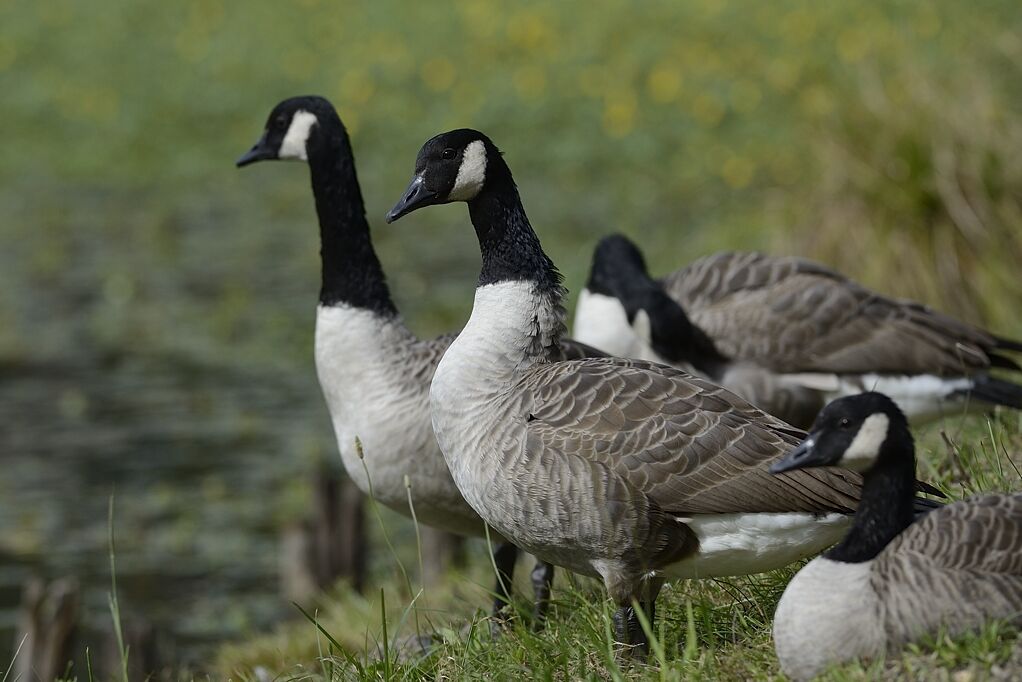 Canada Gooseadult