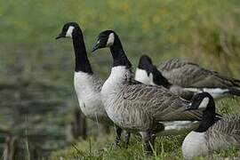 Canada Goose