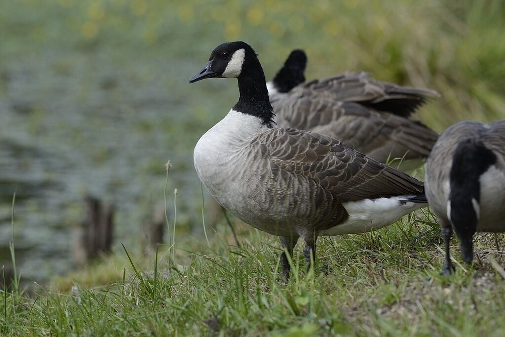 Canada Gooseadult, habitat