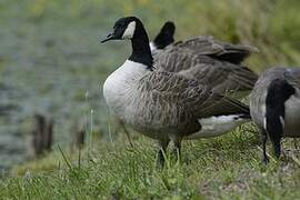 Canada Goose