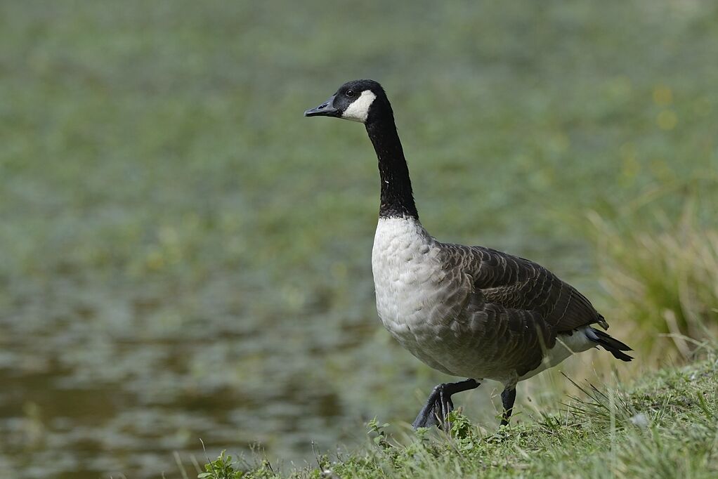 Canada Gooseadult, habitat