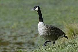 Canada Goose