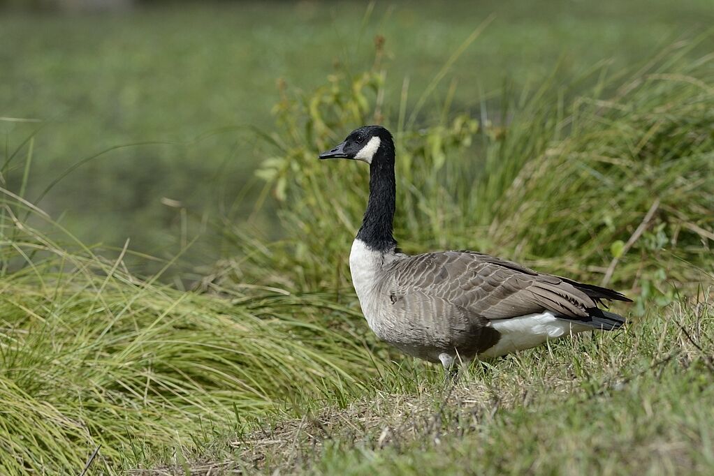 Canada Gooseadult, habitat