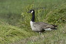 Canada Goose