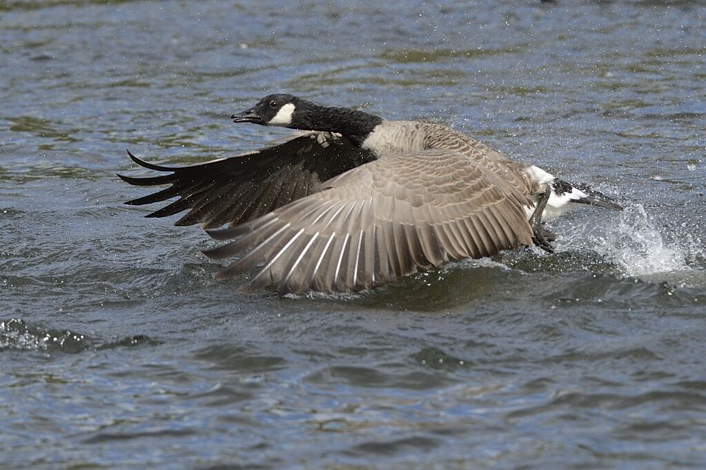 Canada Gooseadult, Flight