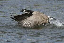 Canada Goose