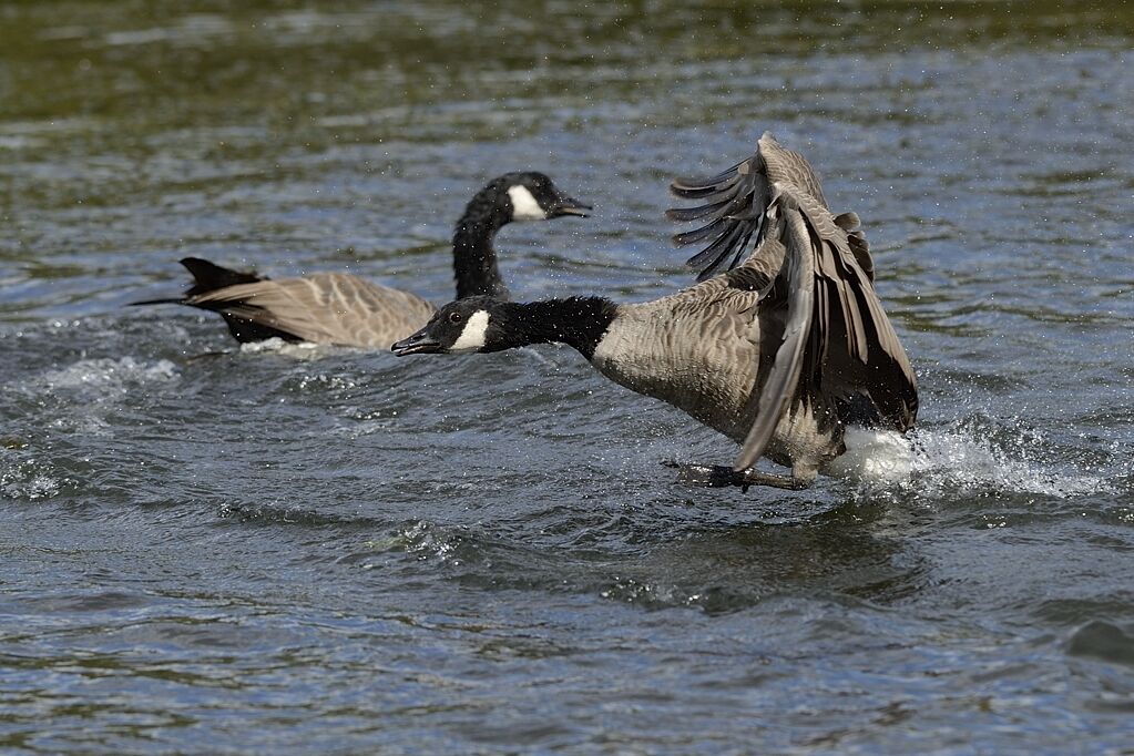 Canada Gooseadult, Flight