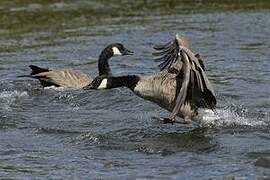 Canada Goose