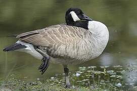 Canada Goose