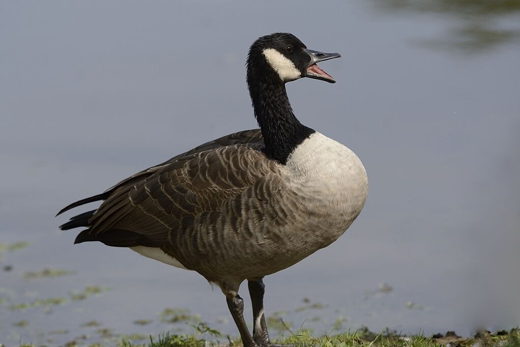 Canada Gooseadult, song