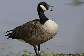 Canada Goose