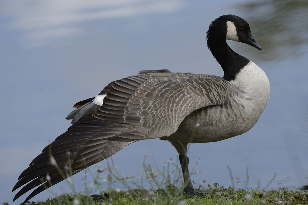 Canada Gooseadult, care