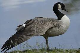 Canada Goose