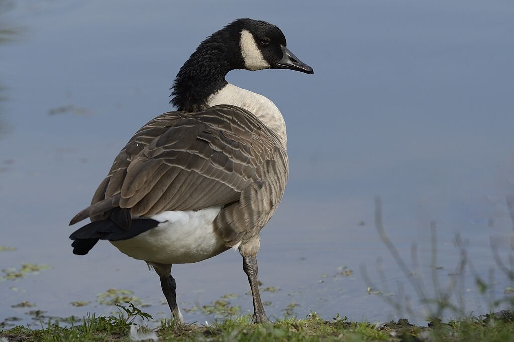 Canada Gooseadult, close-up portrait