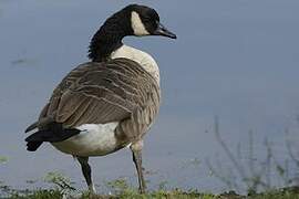 Canada Goose