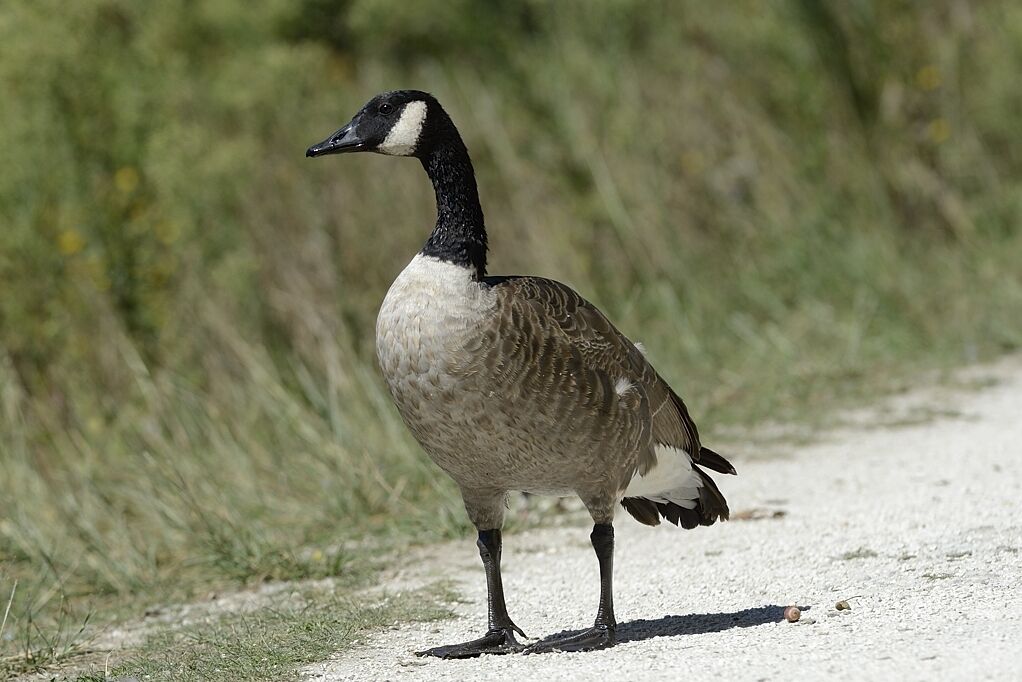 Canada GooseFirst year, identification