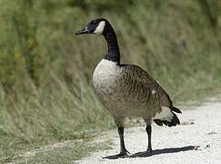 Canada Goose