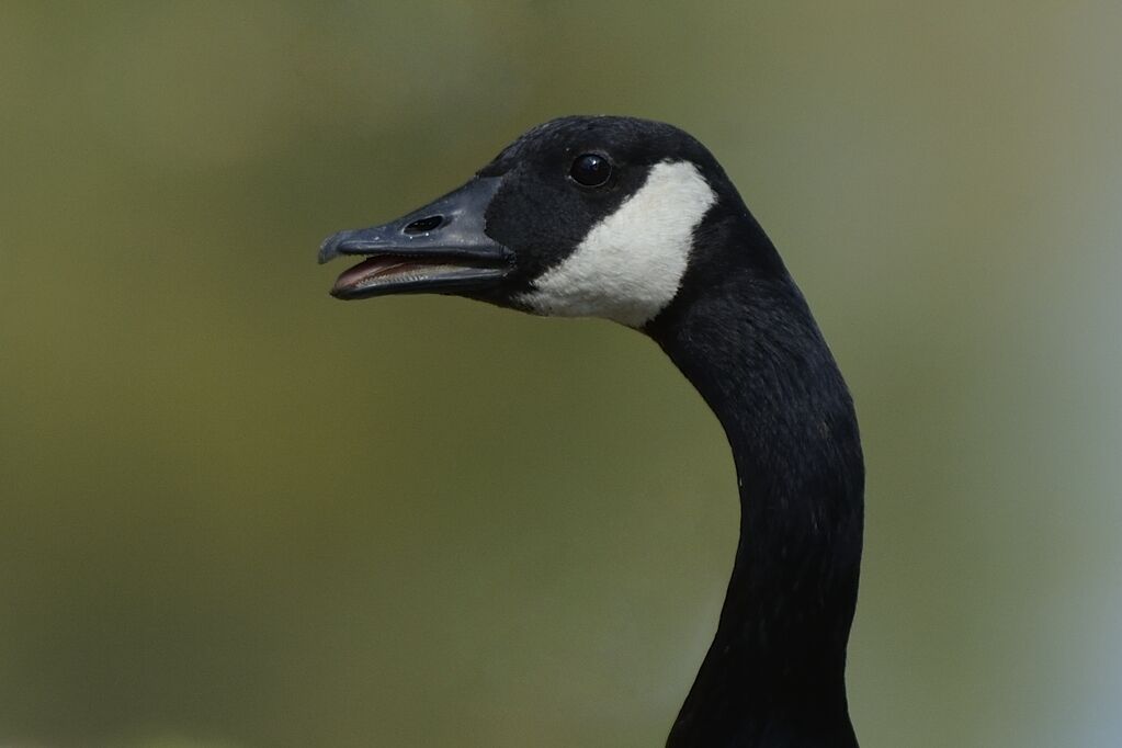 Canada Gooseadult, close-up portrait