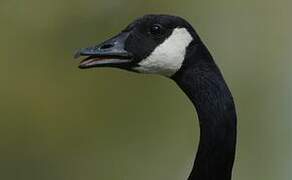 Canada Goose