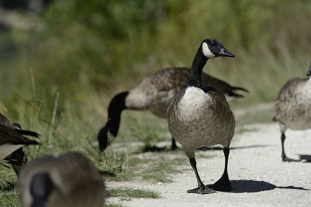 Canada Goosesubadult, habitat