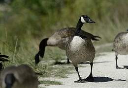 Canada Goose