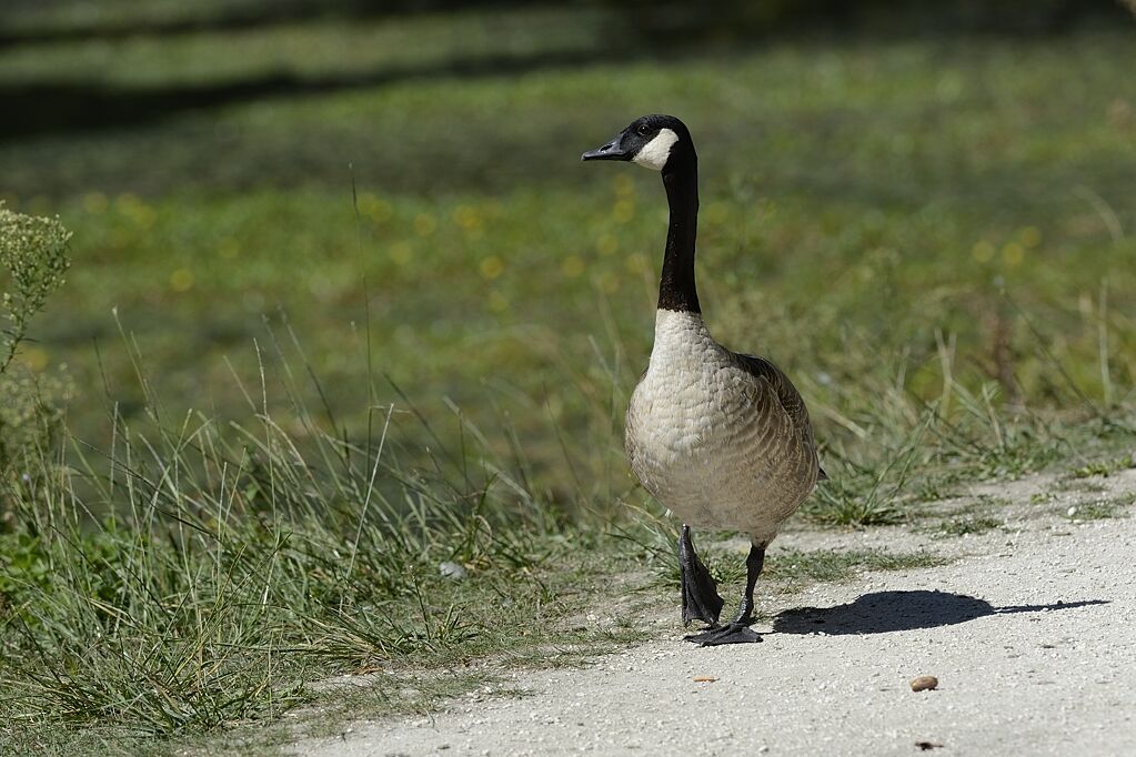 Canada Goosesubadult, identification