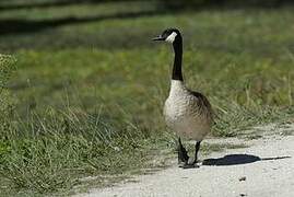 Canada Goose