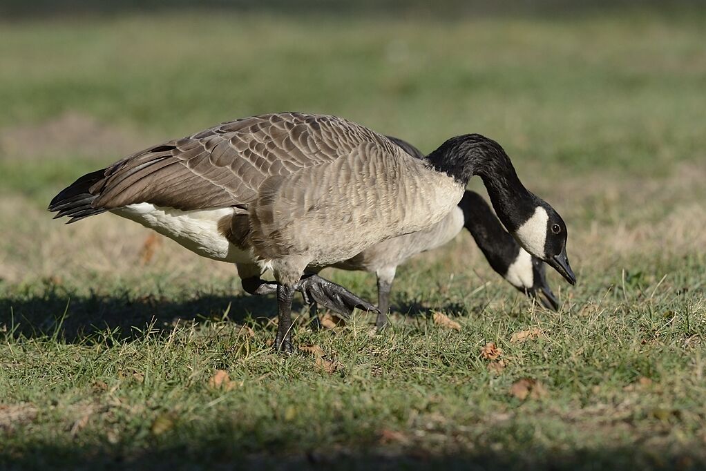 Canada Goosesubadult, eats