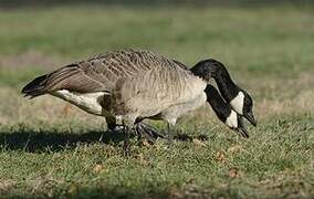 Canada Goose